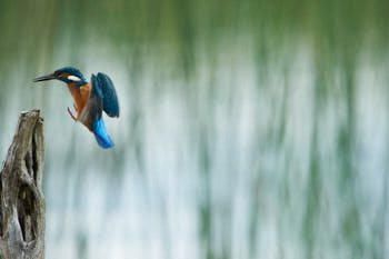 Martin pÈcheur<br>NIKON D700, 850 mm, 1800 ISO,  1/1250 sec,  f : 9 